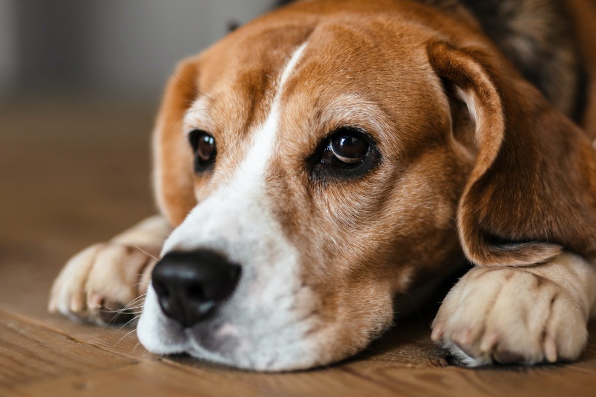 Close up of a beagle dog laying on a floor