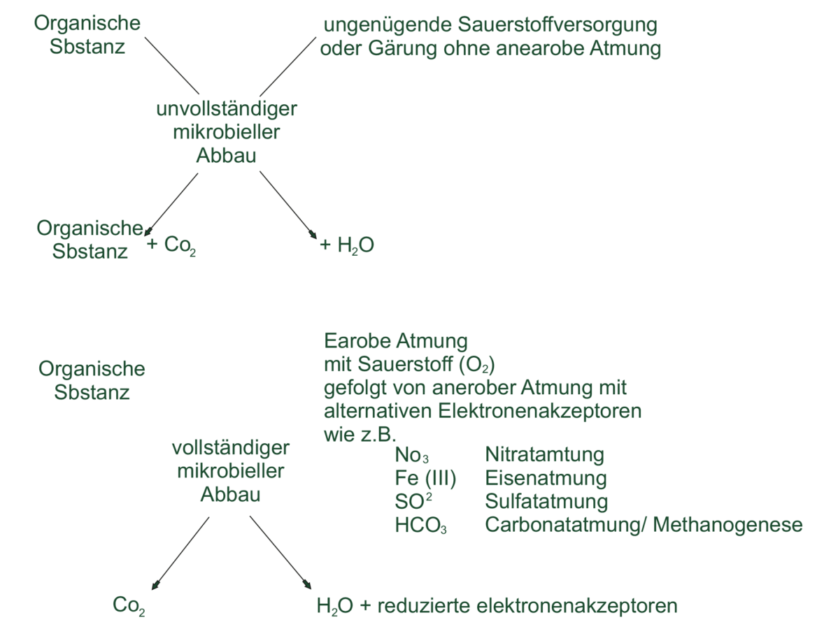 Wirkungsweise der Mikroorganismen von facilia 2 | mikroorganismen schema Schema Mikroorganismen